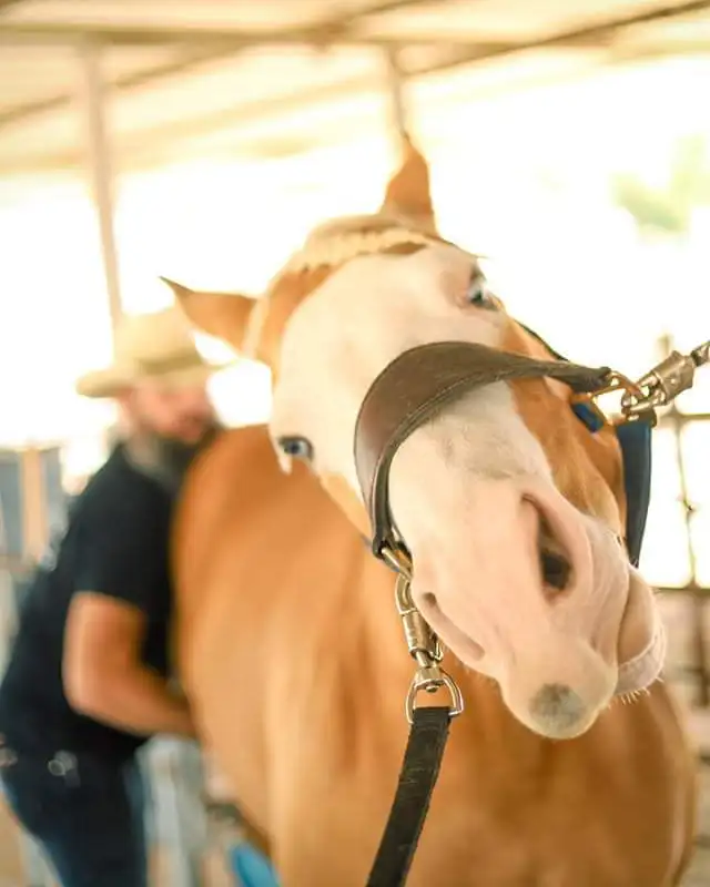 happy horse getting equine massage